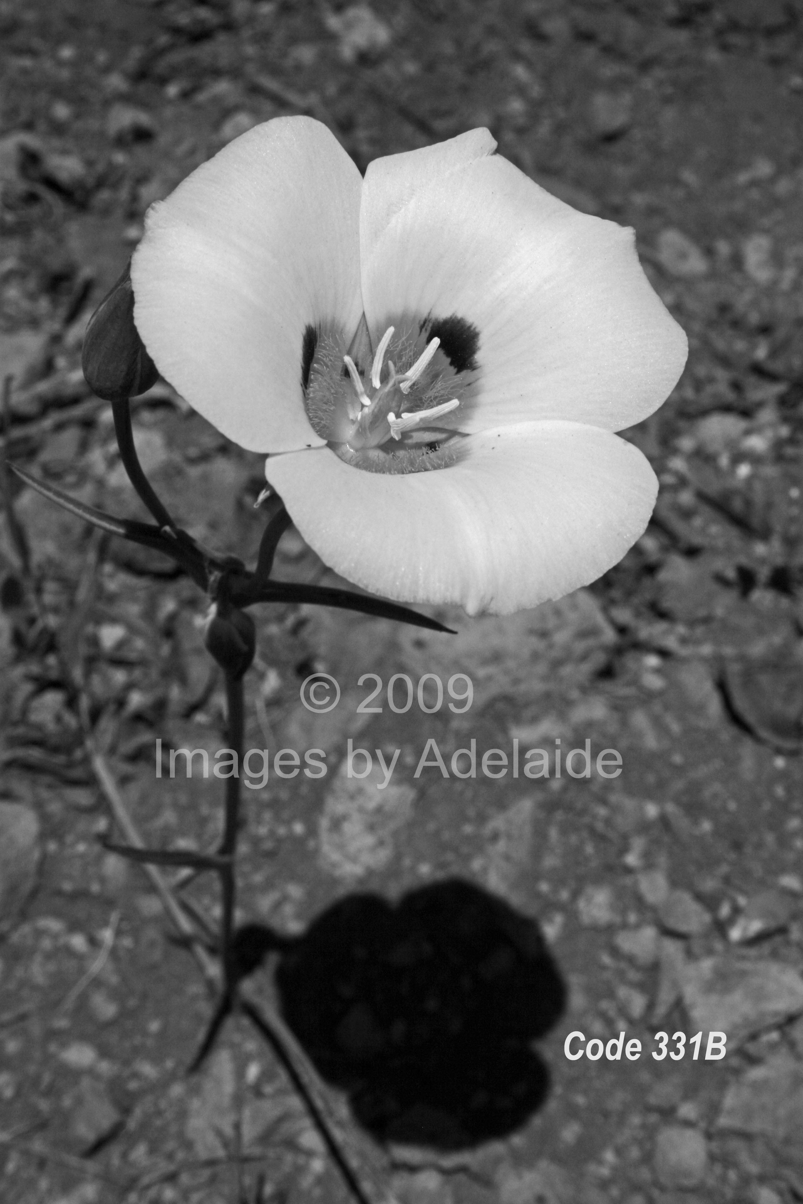Lone Mariposa Lily (Black and White)